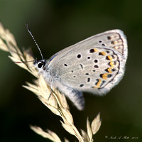 Wild Karner Blue Butterfly,  Lycaeides melissa samuelis