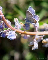 Wild Karner Blue Butterfly, Lycaeides melissa samuelis,  on wild purple lupine flower, Lupinus perennis