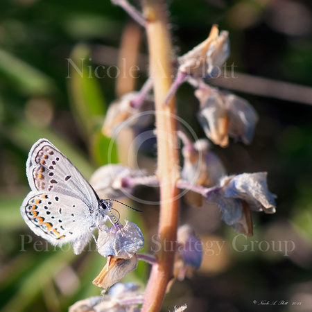 Wild Karner Blue butterfly, Lycaeides melissa samuelis, on wild purple lupine flower, Lupinus perennis