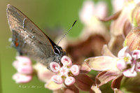 Milkweed&Butterflies