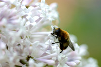 Bee & Lilac