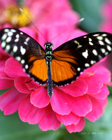 Butterfly2011
