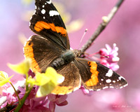 Butterflies in the Wild