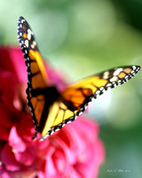 Butterflies 2012