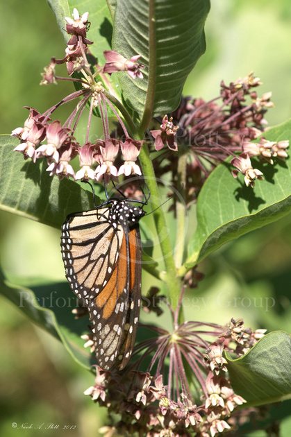 Monarch butterfly on pink common milkweed, Danaus plexippus