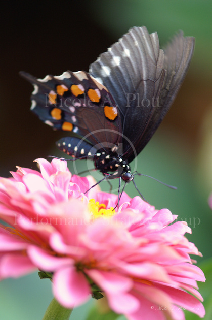 White and Orange spotted Pipevine Swallowtail landing on a pink zinnia flower, Battus philenor