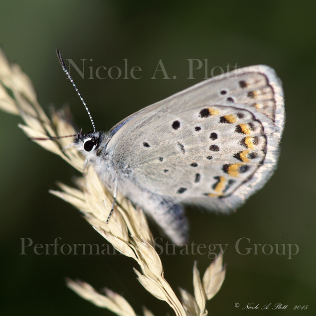 Wild Karner Blue Butterfly,  Lycaeides melissa samuelis