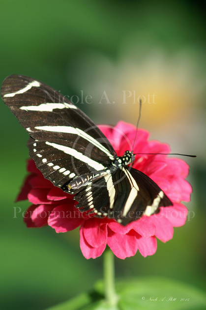 A zebra longwing butterfly with a broken wing is still able to soar, Heliconius charitonius.  The butterfly is nectaring on a pink zinnia flower.