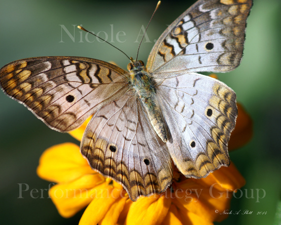 A White Peacock butterfly with beautiful orange, blue and gray wings perched upon a yellow zinnia flower, Anarita jatrophae
